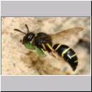 G-Odynerus spinipes w04b beim Nesteintrag einer Larve des Ruesselkaefers.jpg